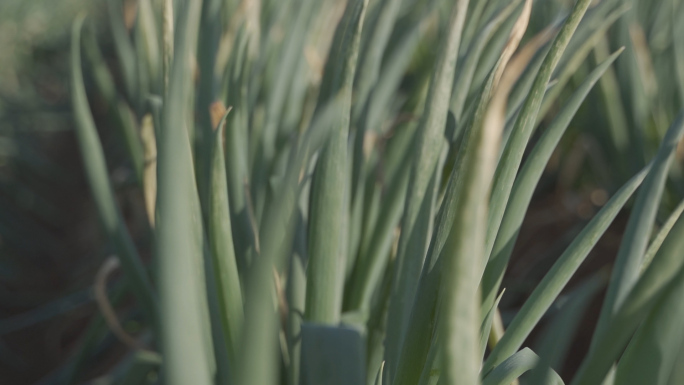 【实拍】大葱种植丨葱地