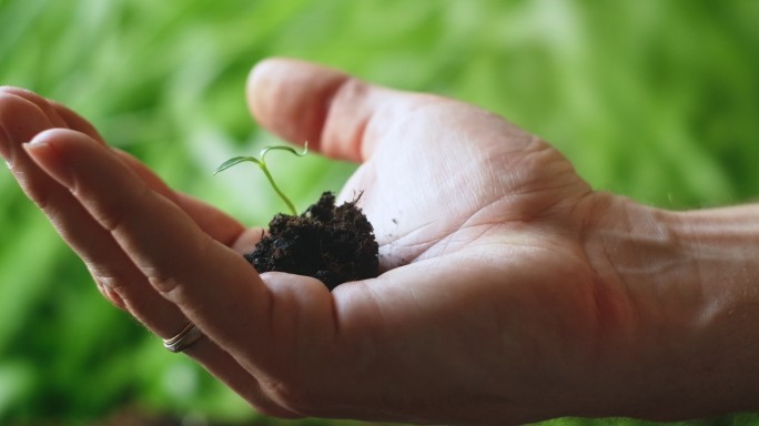 双手捧着一棵罗勒植物幼树