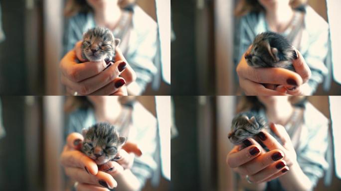 可爱的小猫在女人手里