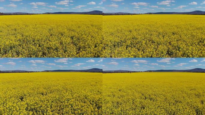 澳大利亚油菜田农业的慢速镜头
