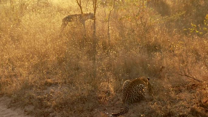 豹子和鬣狗非洲豹早上鬣狗