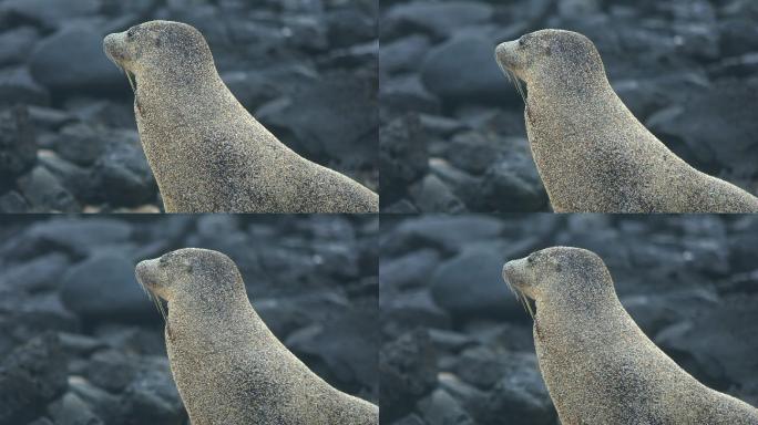 海狮海豹海洋温顺和善