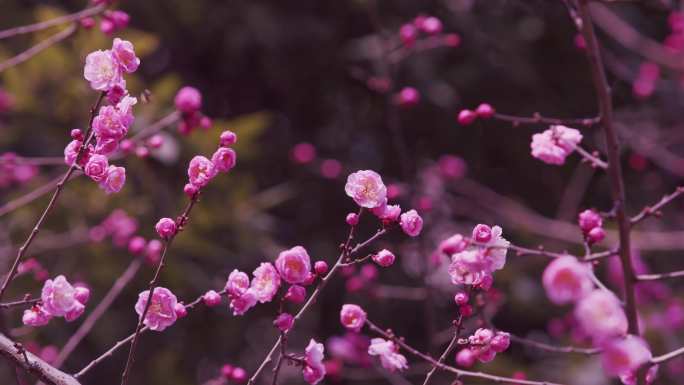 春天红梅花开素材