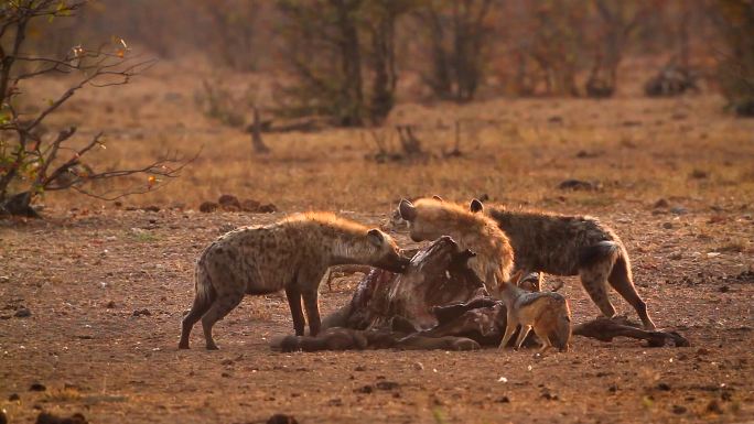 正在进食的豺狗非洲大草原野性