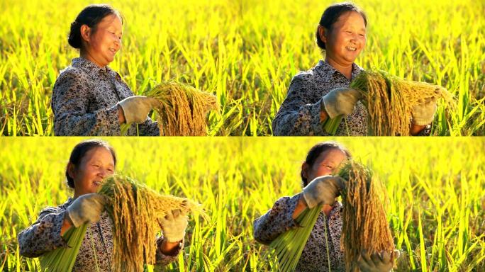 妇女在稻田里拿着大米的视频