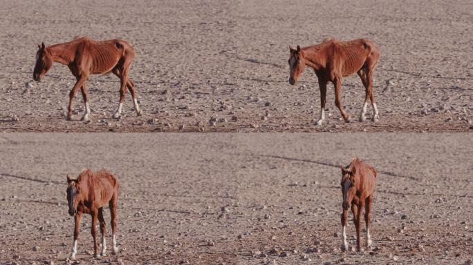 瘦弱的野马穿过沙漠