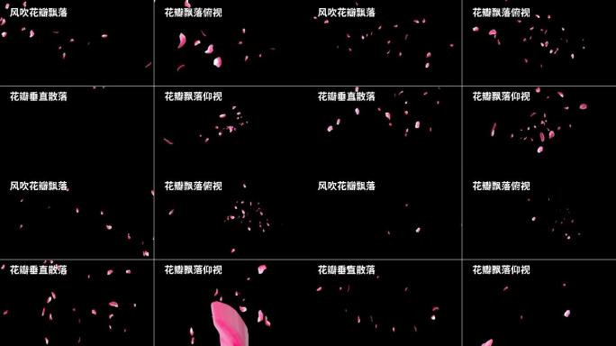 多款花瓣飘落AE模板