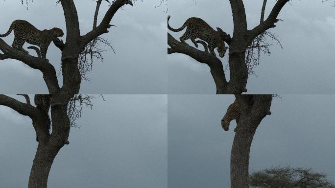 树枝上的豹子猎豹花豹大自然