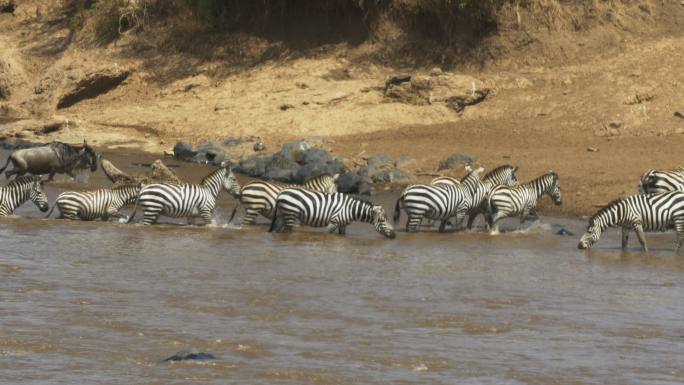 斑马群在肯尼亚马赛马拉安全渡过马拉河