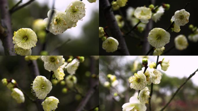 【4K视频】绿萼梅