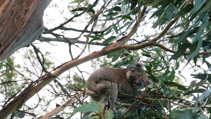 澳大利亚树袋熊躺在树上