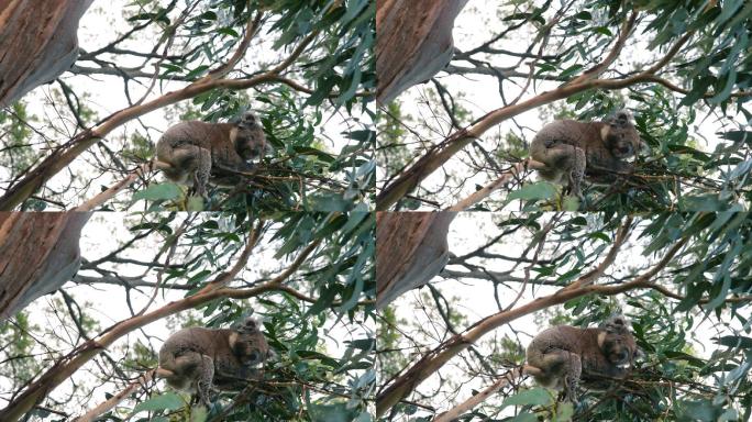 澳大利亚树袋熊躺在树上