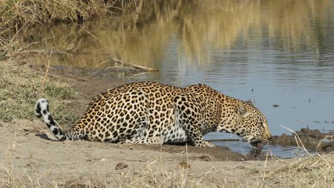 豹子正在河边喝水