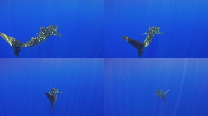 大鲸鲨在珊瑚礁附近游泳