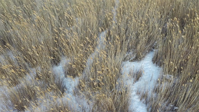 冬日芦苇的素材（4K高清）