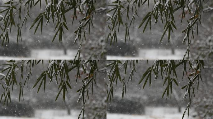 慢镜头竹林中的大雪