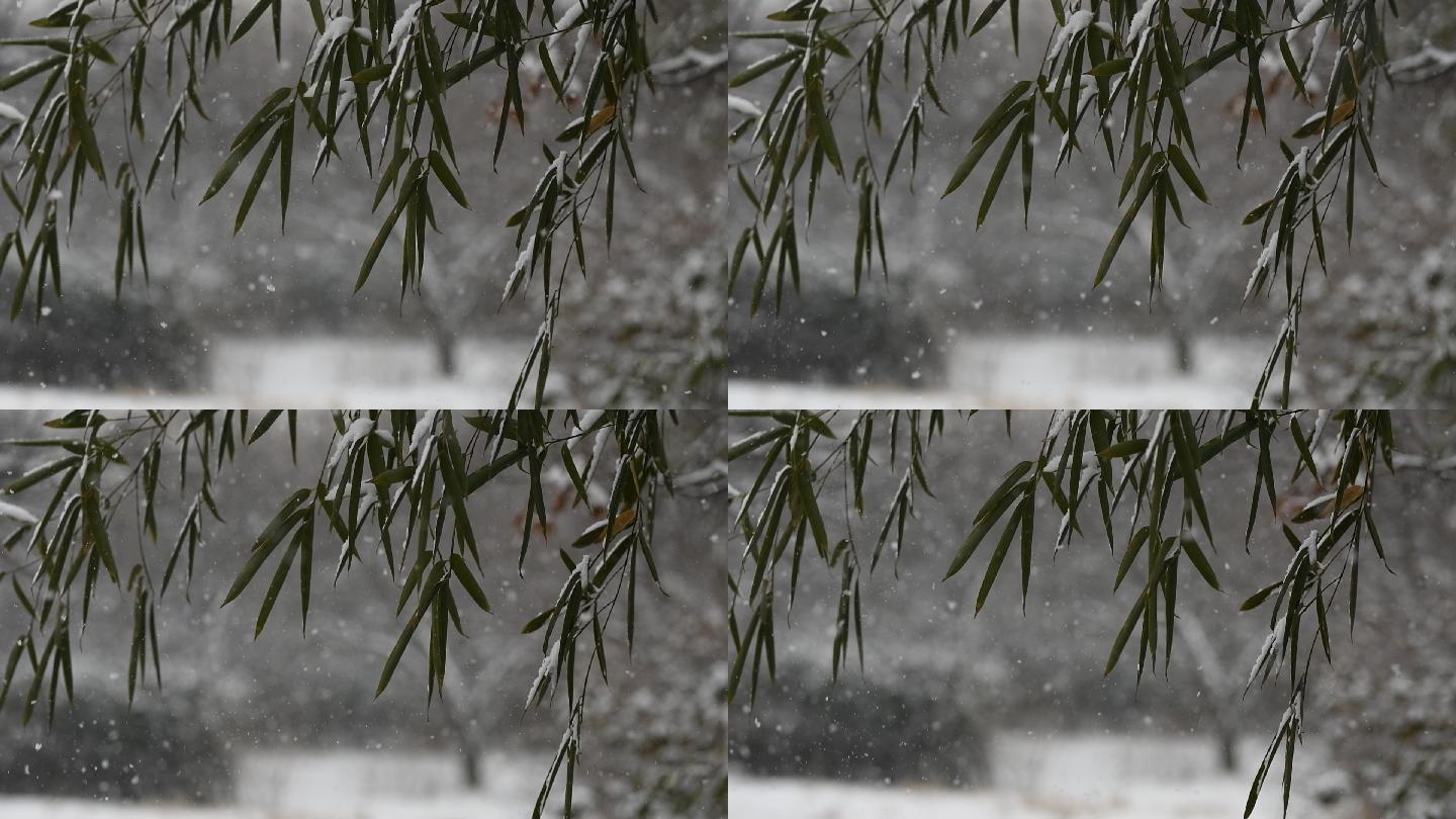 慢镜头竹林中的大雪