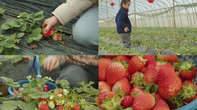 草莓采摘草莓园采摘草莓4K
