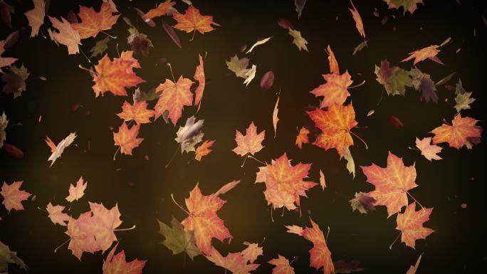 秋叶缓缓落下枫叶落叶秋天银杏古树枯树