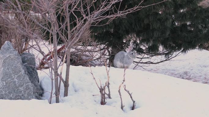 雪中树下的灰兔视频素材
