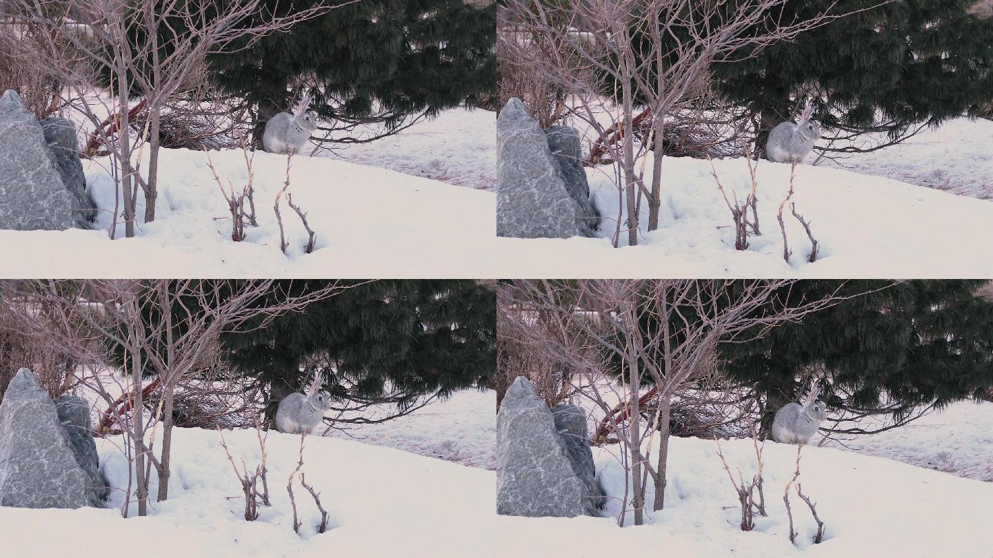雪中树下的灰兔视频素材