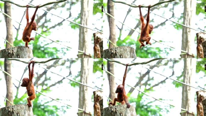猩猩宝宝野生玩耍树桩