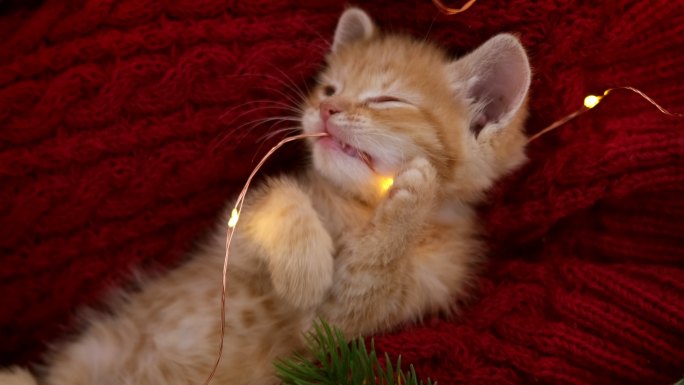 小猫玩圣诞灯。宠物店猫粮狗粮流浪猫猫砂盆