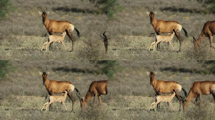 红羚羊野性野外非洲大草原
