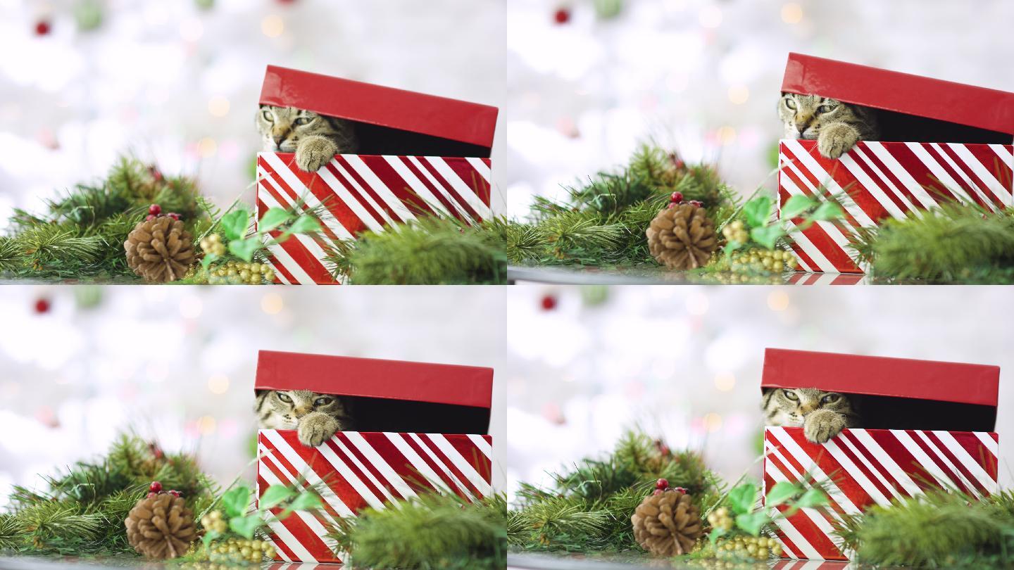 盒子里的猫圣诞氛围礼物礼物盒