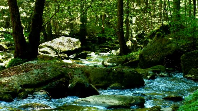 春天森林中的溪流潺潺溪水山泉水溪水