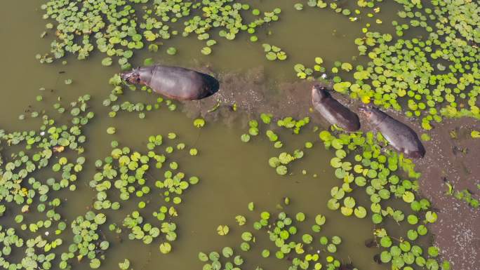 水中的河马俯拍俯瞰视角非洲沼泽地区生息繁