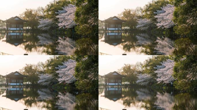 【4K可商用】杭州西湖曲院风荷樱花