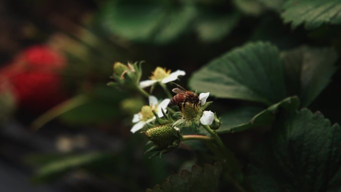 蜜蜂 采蜜 花粉 授粉 草莓花 草莓