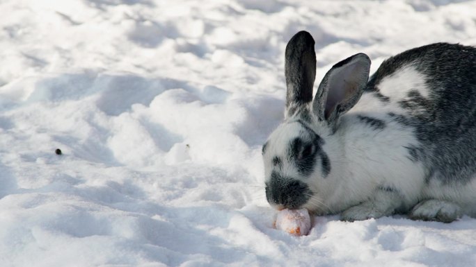 白灰兔坐在公园的雪地上啃胡萝卜