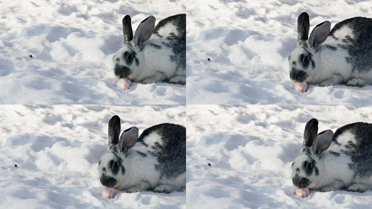 白灰兔坐在公园的雪地上啃胡萝卜