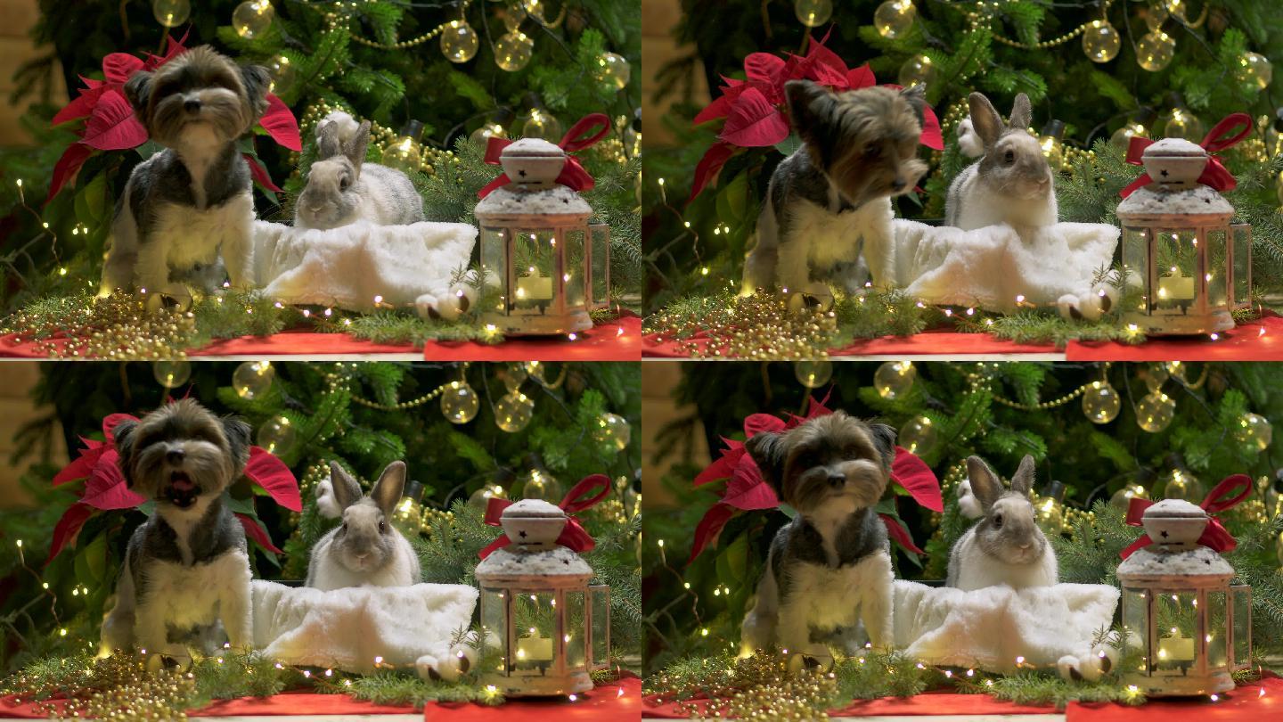 圣诞树下的小狗和小兔