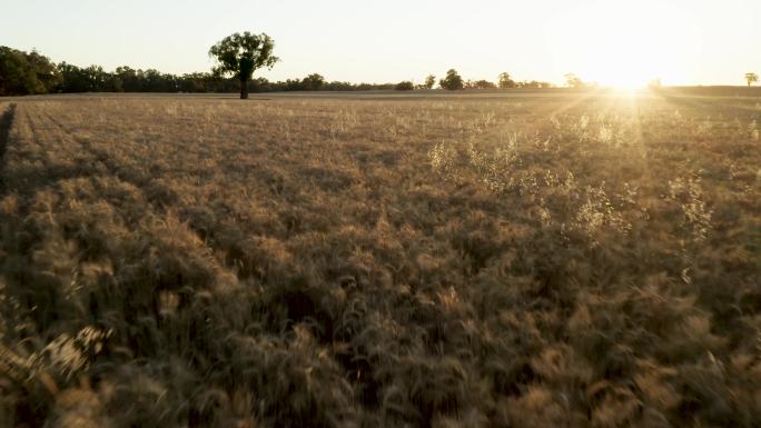 日落时的燕麦田水稻谷农业丰收稻田小麦粮食