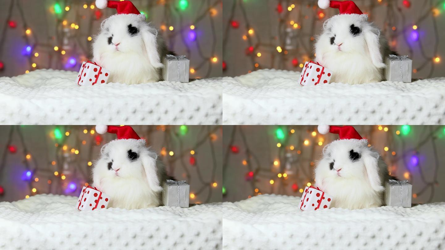 戴着新年帽的小兔视频素材红色庆祝气氛