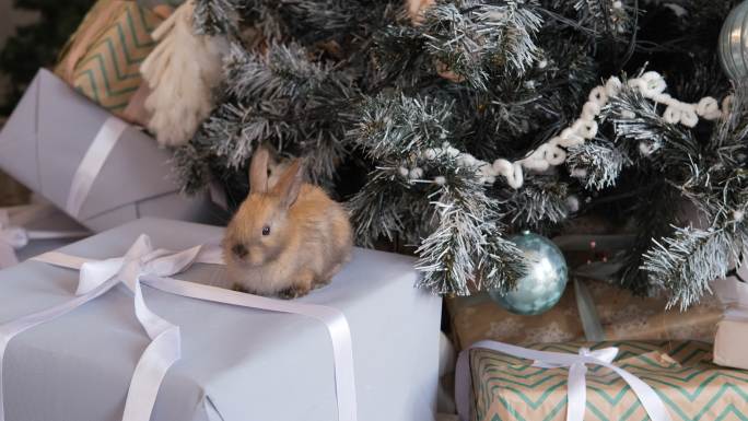 兔子坐在圣诞树旁的礼品盒上