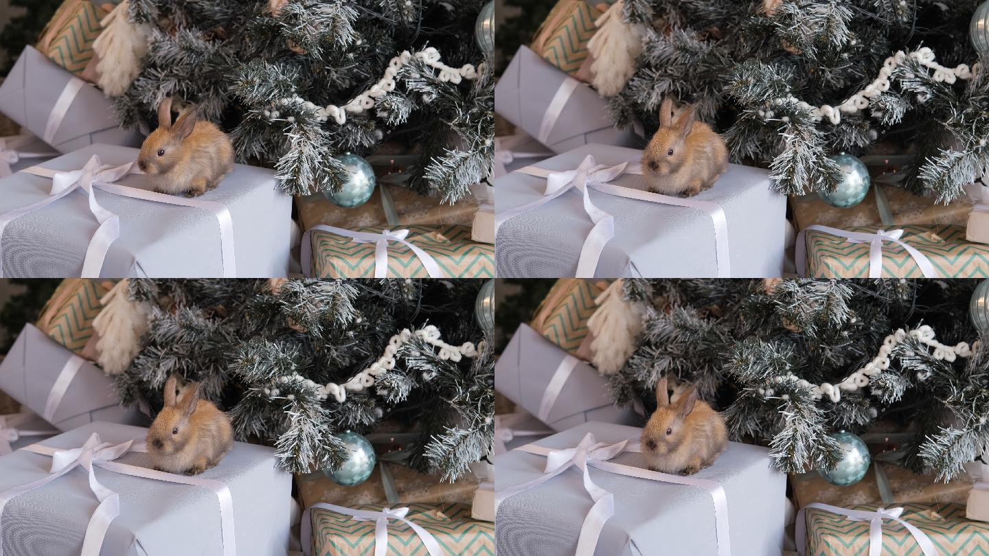 兔子坐在圣诞树旁的礼品盒上