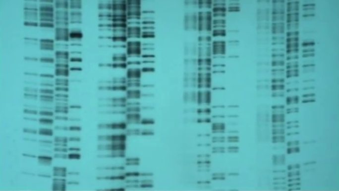 80年代生物科研 基因编辑