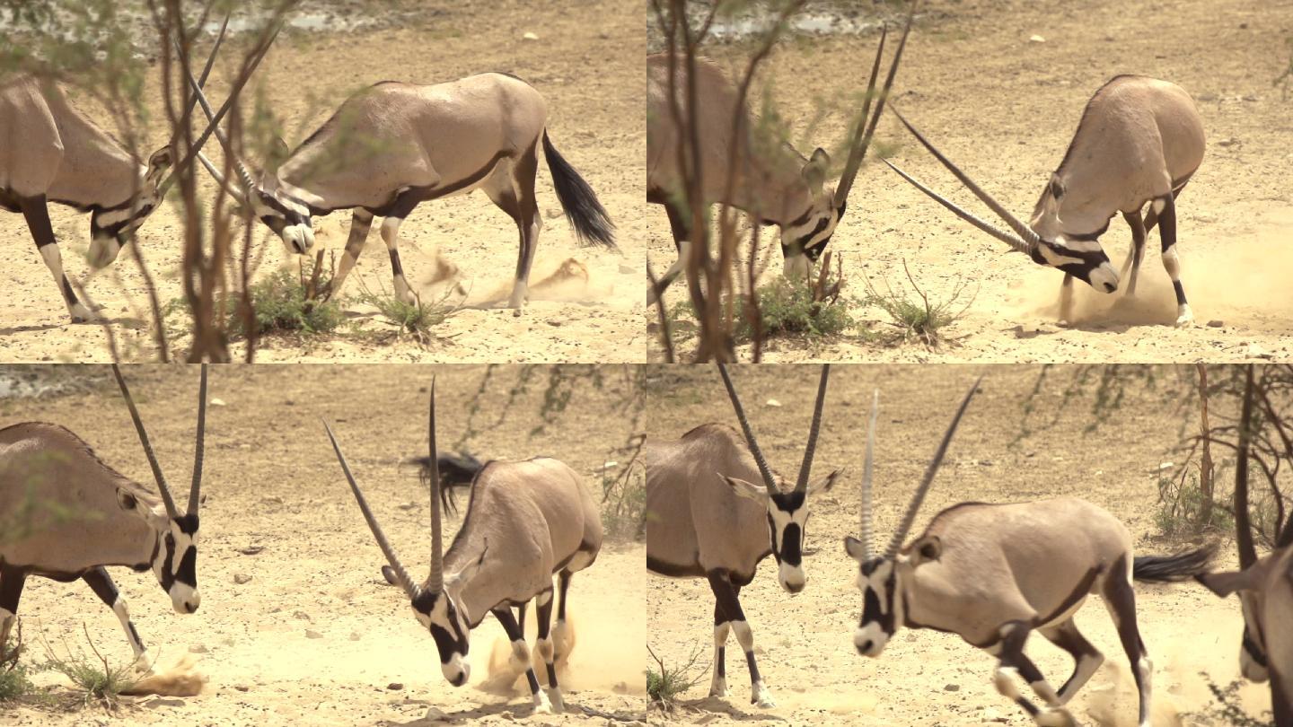 羚羊旅游度假区自然保护区野生动物园