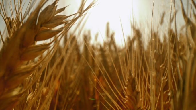 在田里拍摄小麦穗的特写镜头