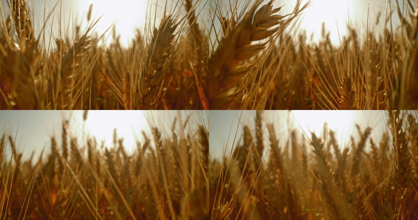 在田里拍摄小麦穗的特写镜头