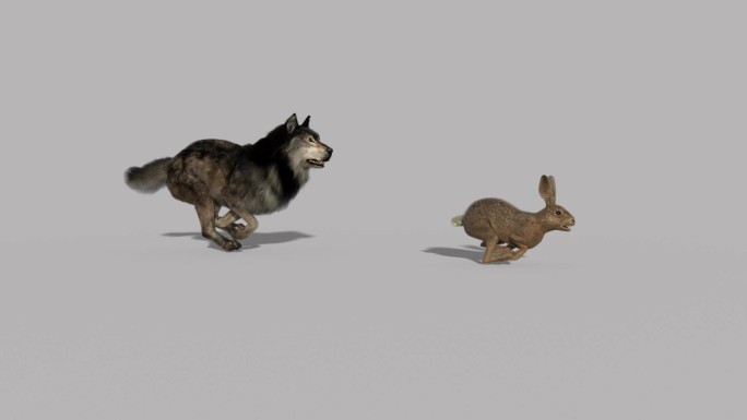 狼追野兔动画