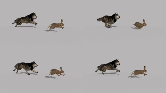狼追野兔动画