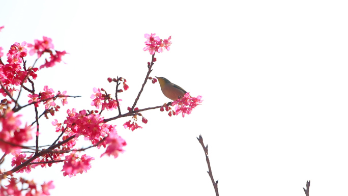 春天樱花小鸟花枝