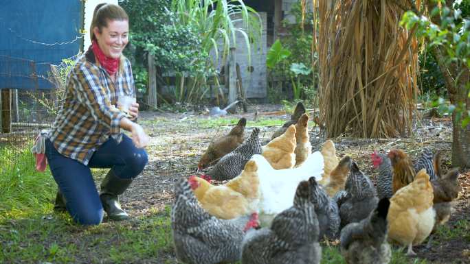 农场上的女人在喂一群自由放养的鸡