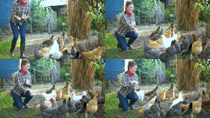 农场上的女人在喂一群自由放养的鸡