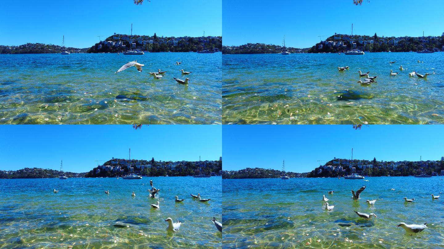 在碧蓝的海水中海鸥正在飞翔